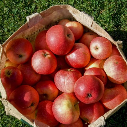 Bath-apples-in-small-sack-1296x728-header-800x728-1-540x540.jpg