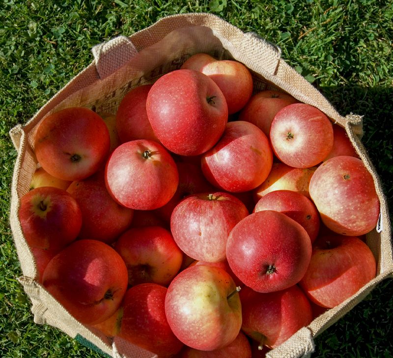 https://arshippingandtrading.com/wp-content/uploads/2015/09/Bath-apples-in-small-sack-1296x728-header-800x728-1.jpg