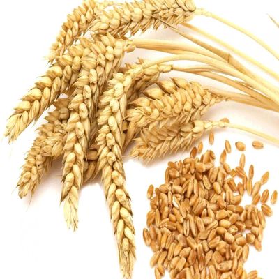 WHEAT.jpeg
